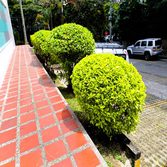 jardiín 2